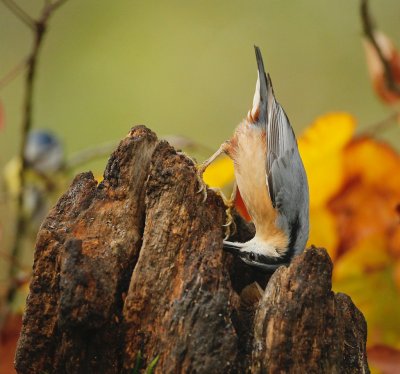 Boomklever/Nuthatch