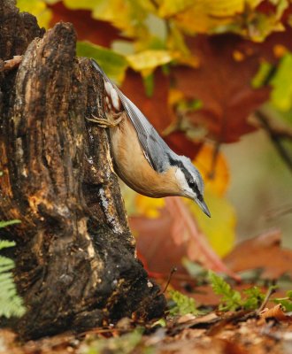 Boomklever/Nuthatch