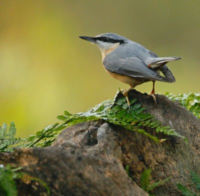 Boomklever/Nuthatch