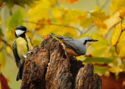 Koolmees/Great Tit en/and Boomklever/Nuthatch
