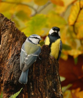 Pimpelmees/Blue Tit en/and Koolmees/Great Tit