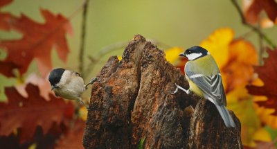 Glanskop/Marsh Tit en/and Koolmees/Great Tit