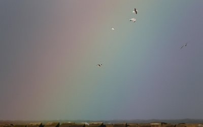 Meeuwen en regenboog/Gulls and rainbow