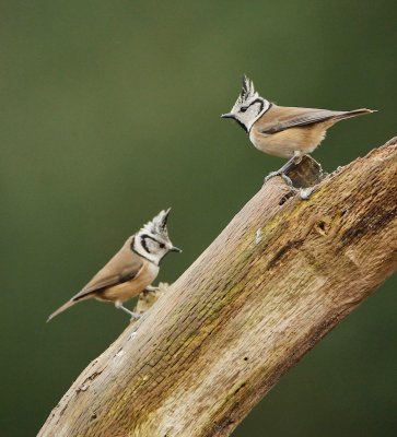 Kuifmees/Crested Tit