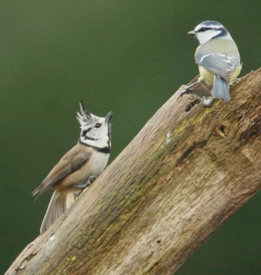 Kuifmees/Crested Tit en/and Pimpelmees/Blue Tit