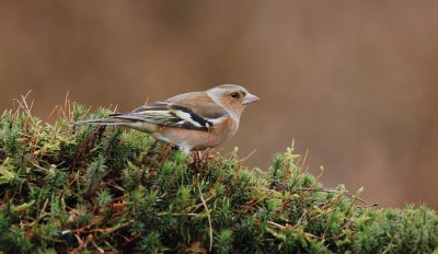 Vink/Chaffinch