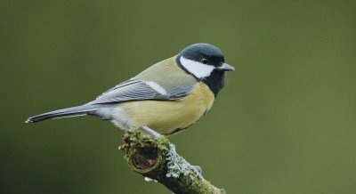 Koolmees/Great Tit