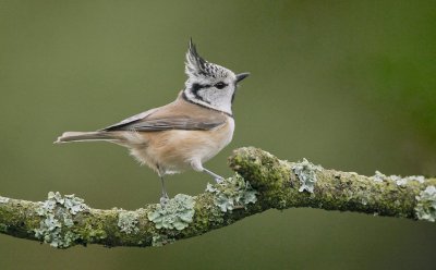 Kuifmees/Crested Tit
