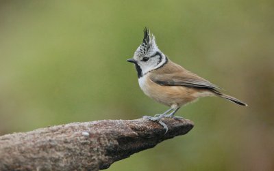 Kuifmees/Crested Tit