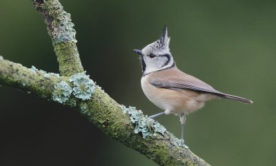 Kuifmees/Crested Tit