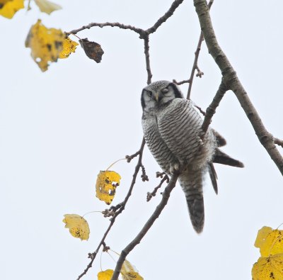 Sperweruil/Northern Hawk Owl