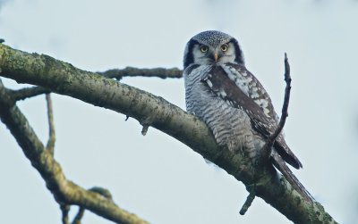 Sperweruil/Northern Hawk Owl