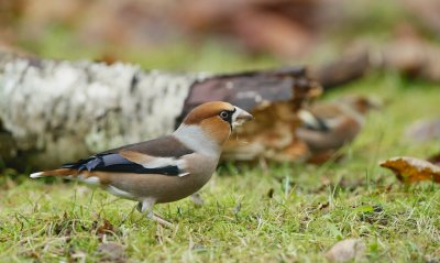 Appelvink/Hawfinch