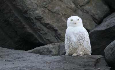Sneeuwuil/Snowy Owl