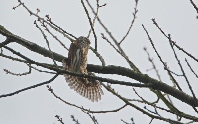 Dwerguil/Pygmy Owl