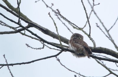 Dwerguil/Pygmy Owl