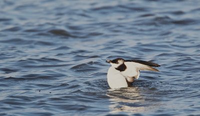 Alk/Razorbill