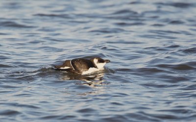 Alk/Razorbill
