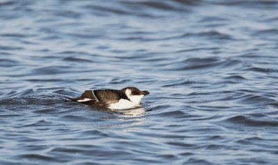 Alk/Razorbill