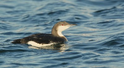 Parelduiker/Black-throated Loon