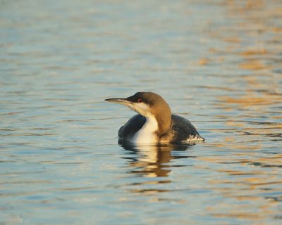 Parelduiker/Black-throated Loon