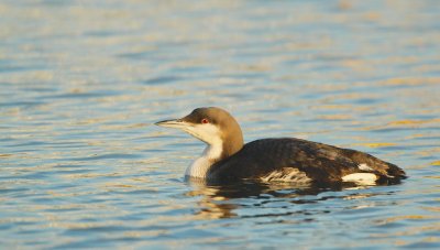 Parelduiker/Black-throated Loon