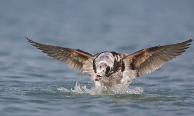 IJseend/Long-tailed Duck
