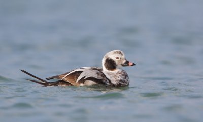 IJseend/Long-tailed Duck