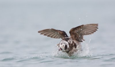 IJseend/Long-tailed Duck