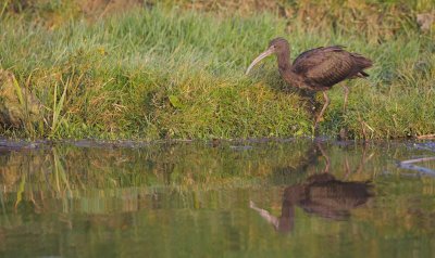 Zwarte Ibis/Glossy Ibis