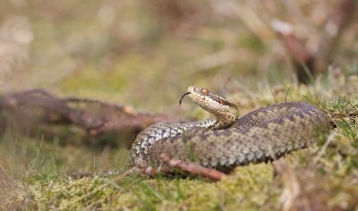 Adder/common European viper