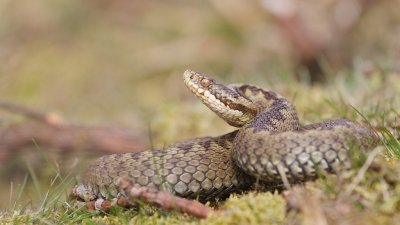 Adder/common European viper