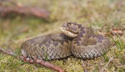 Adder/common European viper