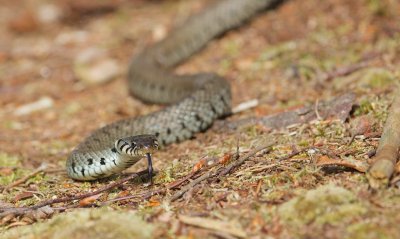 Ringslang/Grass Snake