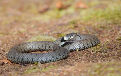 Ringslang/Grass Snake