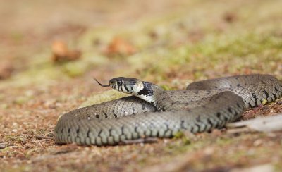 Ringslang/Grass Snake