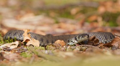 Ringslang/Grass Snake