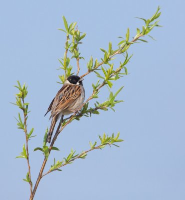 Rietgors/Reed Bunting