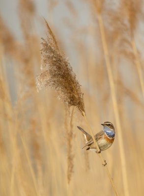 Blauwborst/Bluethroat