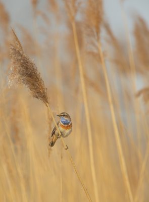Blauwborst/Bluethroat
