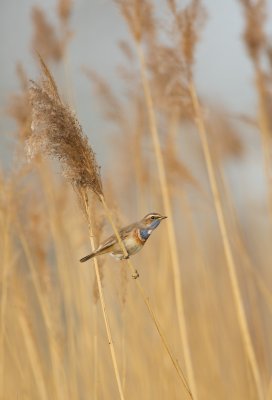 Blauwborst/Bluethroat