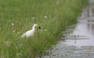 Koereiger/Cattle Egret