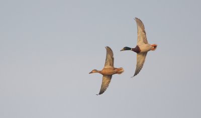 Wilde Eend/Mallard