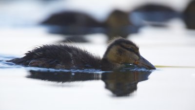 Wilde Eend/Mallard