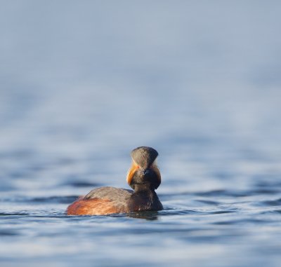 Geoorde Fuut/Black-necked Grebe