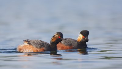 Geoorde Fuut/Black-necked Grebe