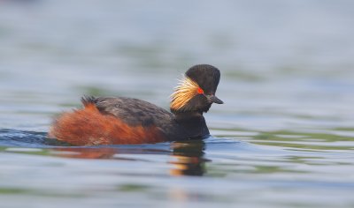 Geoorde Fuut/Black-necked Grebe
