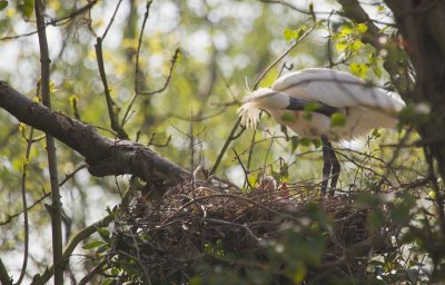 Lepelaar/Spoonbill