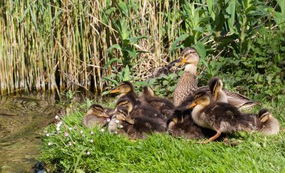 Wilde Eend/Mallard
