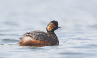 Geoorde Fuut/Black-necked Grebe